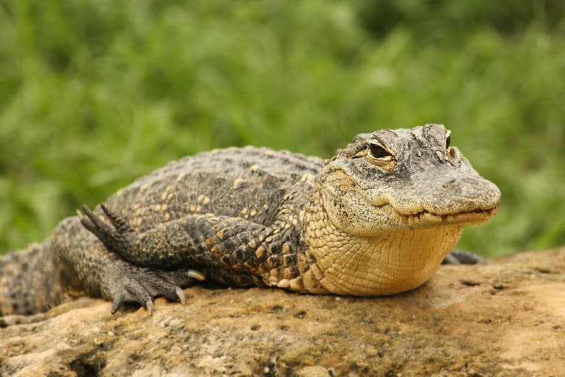 Alligatore americano Alligator Mississippiensis con riposo sulla pietra nel parco nazionale Everglades fotografie stock libere da diritti Alligatore americano Alligator Mississippiensis con riposo sulla pietra nel parco nazionale Everglades fotografie stock libere da diritti
