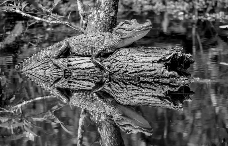 Alligatorjournalreflexion arkivbild