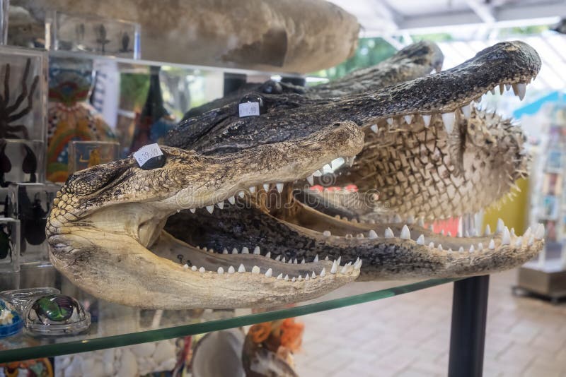 Alligatorköpfe mit dem breiten Mund öffnen sich in einem Souvenirladen lizenzfreie stockfotos Alligatorköpfe mit dem breiten Mund öffnen sich in einem Souvenirladen lizenzfreie stockfotos