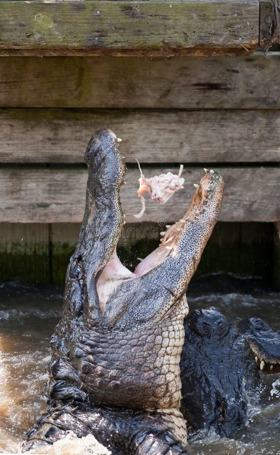 With jaws wide open, an alligator lifts up out of the water to fight for the meat given to him. Other 'gators can be seen under him to the right. With jaws wide open, an alligator lifts up out of the water to fight for the meat given to him. Other 'gators can be seen under him to the right.