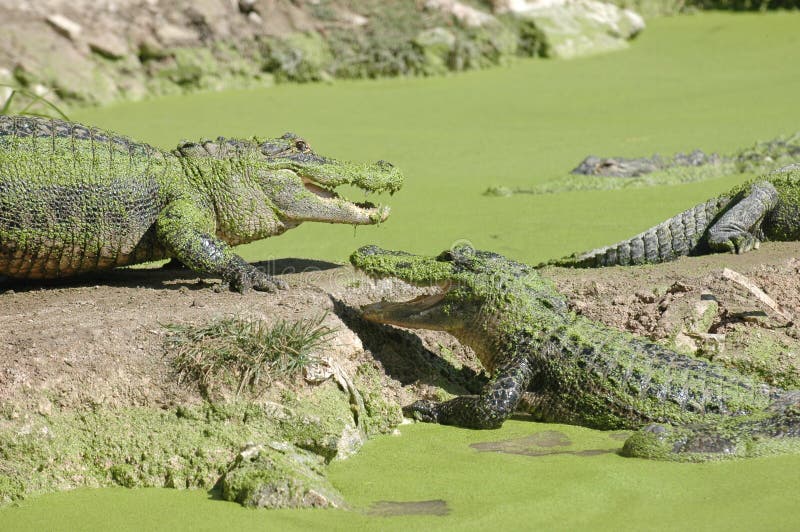 Alligators