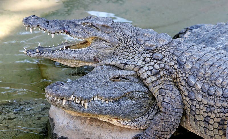 Alligators or Crocodiles Playing in the Sun and Water Stock Photo ...