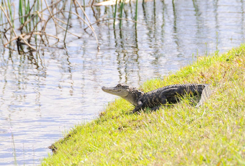 Alligatortonåring royaltyfri foto