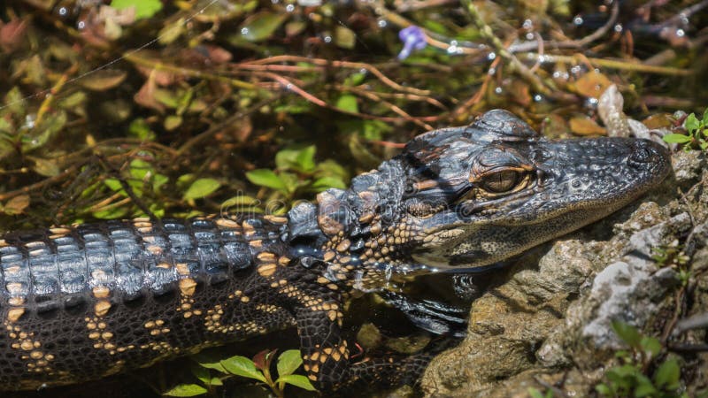 Alligatortonåring och att vila, nationell sylt för stor cypress, Flor royaltyfria bilder