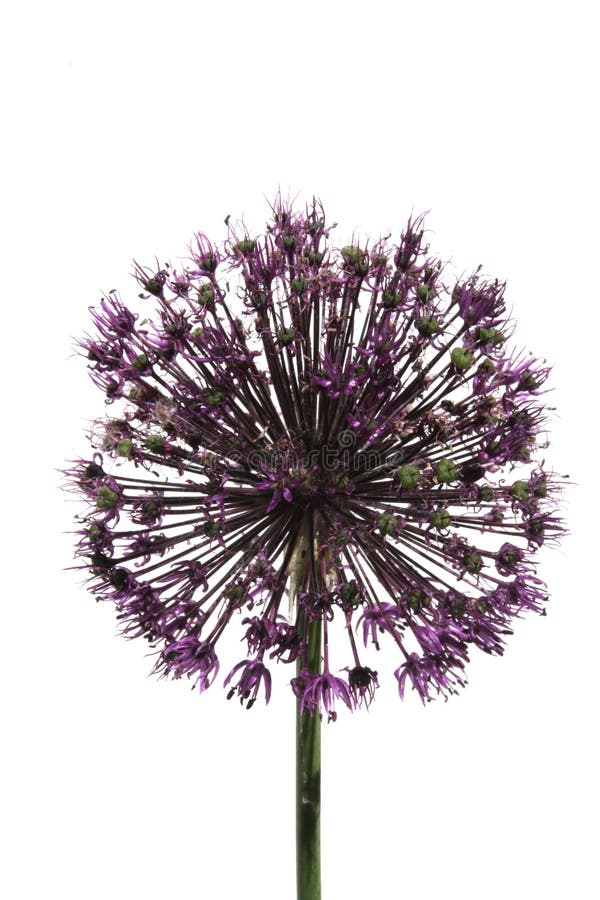 Allium