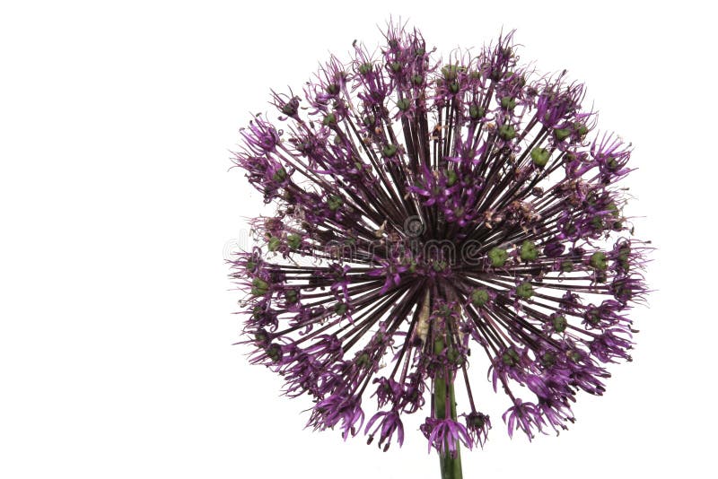 Allium