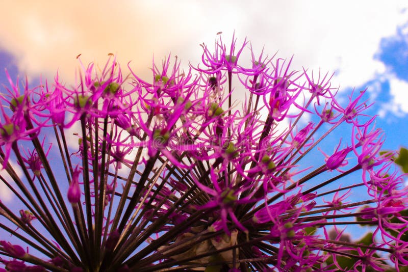Allium stock afbeeldingen Allium stock afbeeldingen