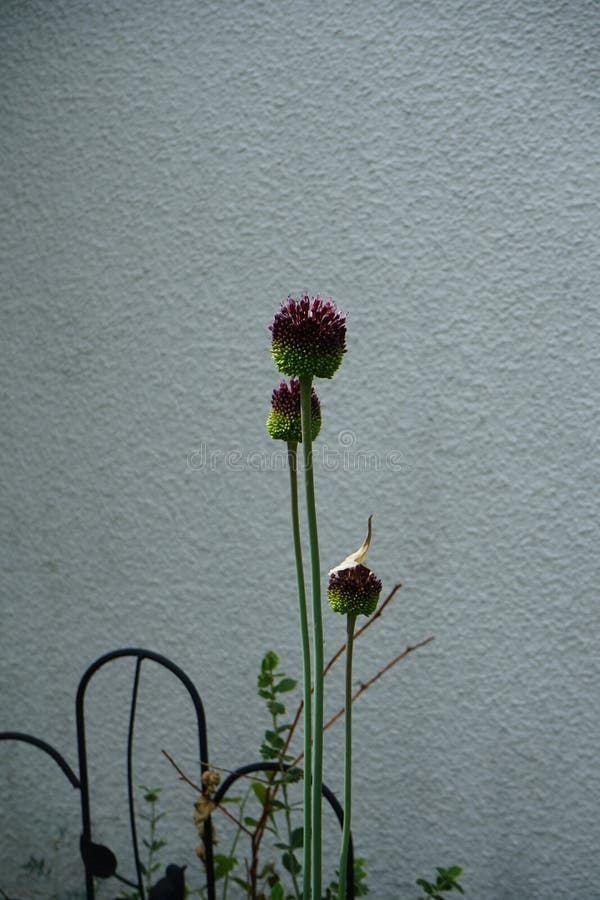Allium amethystinum-förtäckta blommor i trädgården i skräp. berlingrodor royaltyfri fotografi