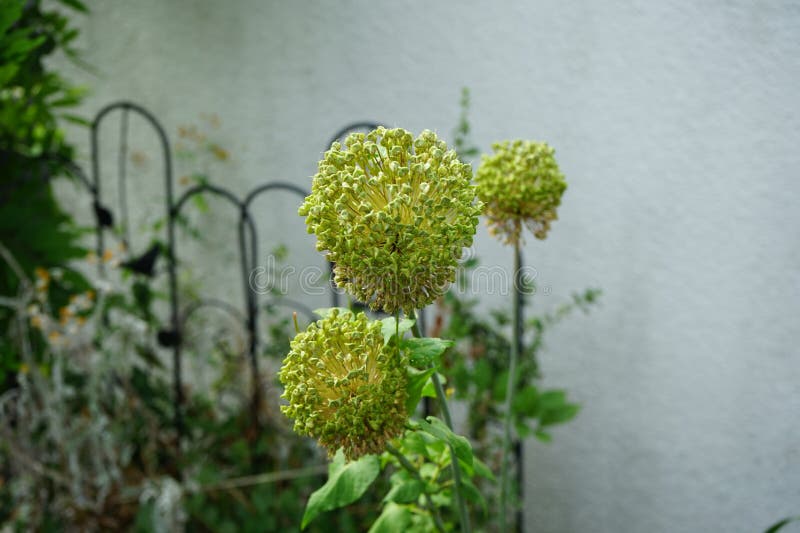 Allium amethystinum-förtäckta blommor i trädgården i skräp. berlingrodor. Växter i groddar. Ametystinum är en växt med en lökar.