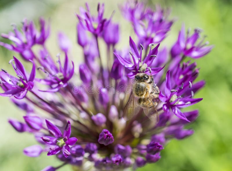 Allium with Bee Pink Flower Stock Photo Image of flower, spring 70529882