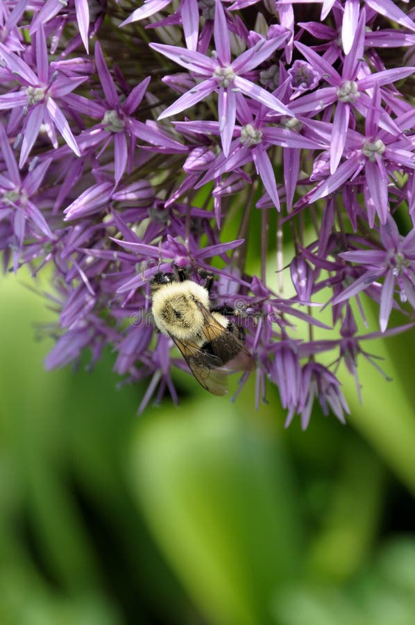 Allium and bumblebee