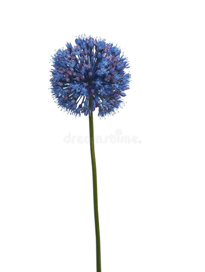 Allium cez zdjęcia royalty free Allium cez zdjęcia royalty free