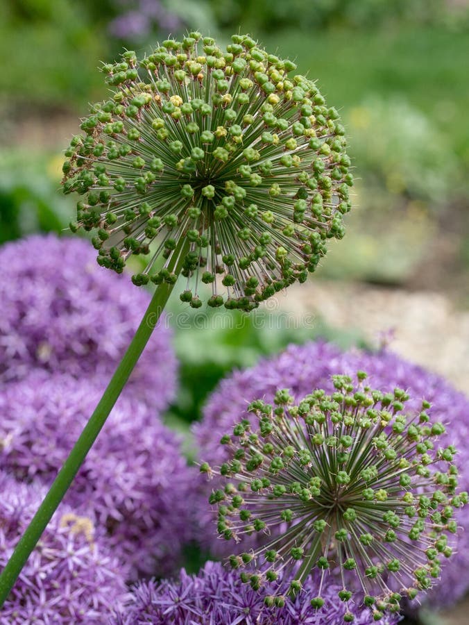 Allium cristophii γνωστό συνήθως ως αστέρι του πορφυρού λουλουδιού της Περσίας στοκ εικόνα με δικαίωμα ελεύθερης χρήσης Allium cristophii γνωστό συνήθως ως αστέρι του πορφυρού λουλουδιού της Περσίας στοκ εικόνα με δικαίωμα ελεύθερης χρήσης