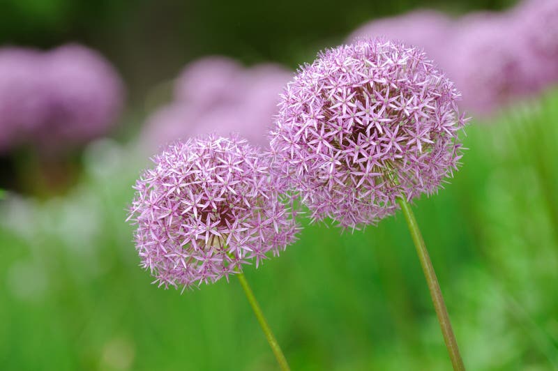 Allium Flower Purple Globe stock photo. Image of macro 9654450