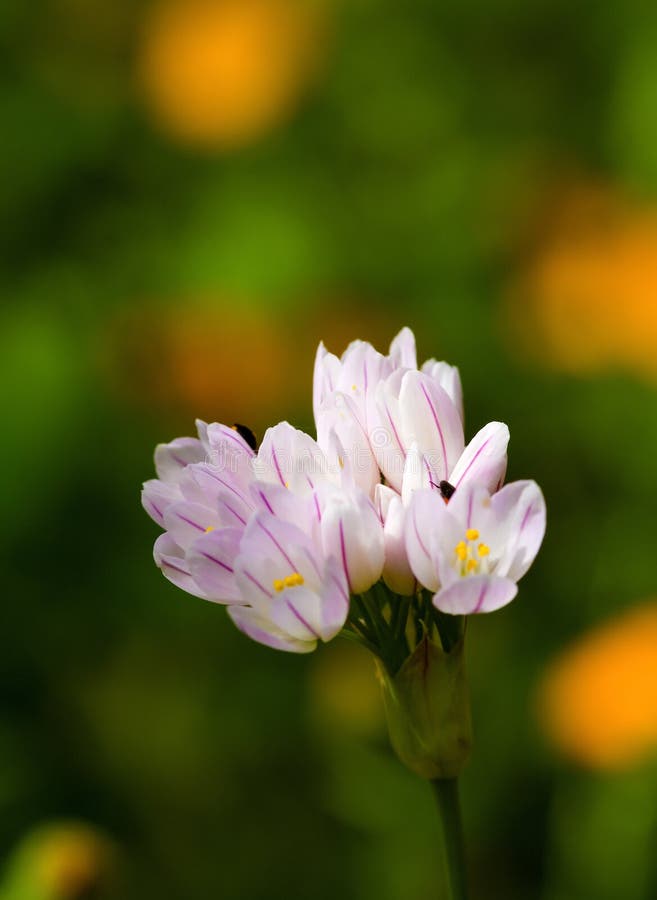 Allium flowers