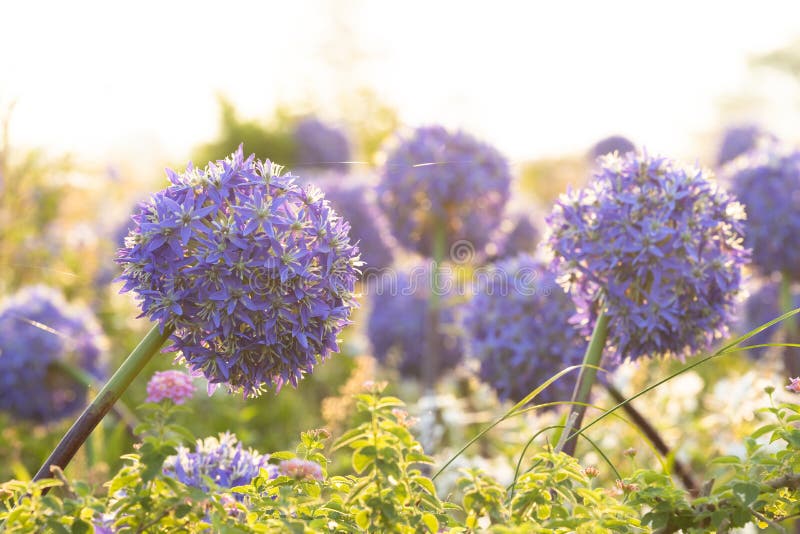 Allium giganteum flower heads giant onion Allium, The flowers bloom in the early summer morning, Field full of pink alliums