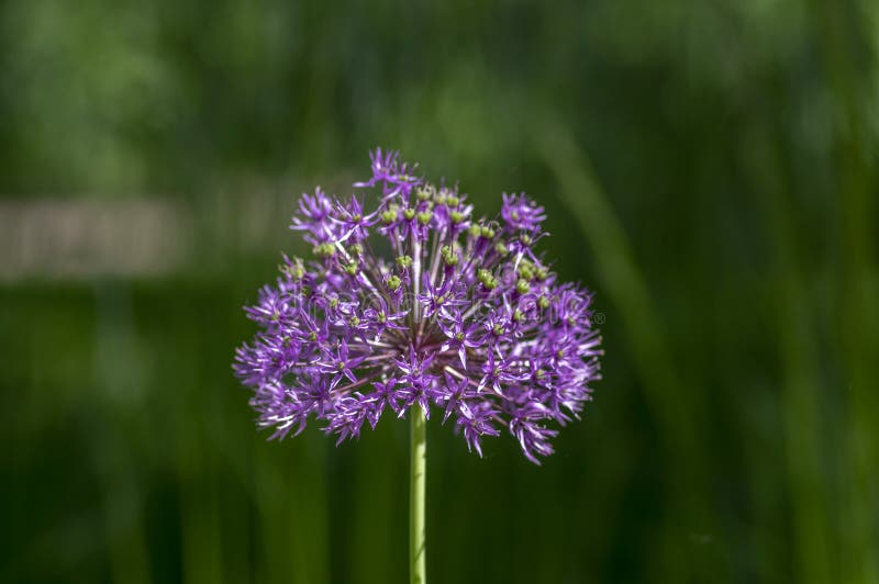 Allium Hollandicum Flowering Springtime Plant, Group of Purple Persian ...