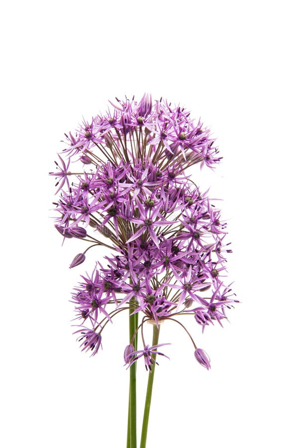 Allium isolated