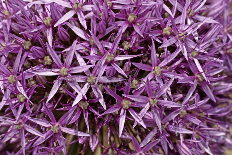 Allium, Pink Leek bloom in spring