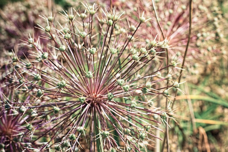 Allium prickles