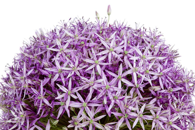 Allium, Purple Garlic Flowers Stock Photo Image of spring, beauty