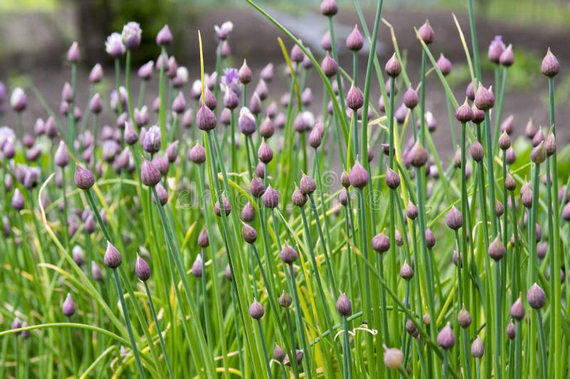 Allium schoenoprasum, czosnków szczypiorki, Chińscy szczypiorki w kwiacie obrazy royalty free Allium schoenoprasum, czosnków szczypiorki, Chińscy szczypiorki w kwiacie obrazy royalty free