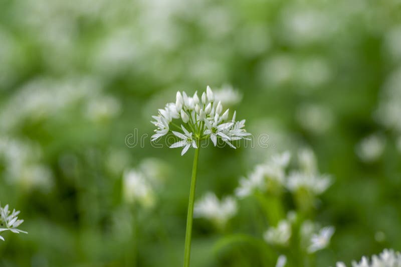 Allium ursinum wild bears garlic flowers in bloom, white rmasons buckrams flowering plants, green edible tasty healhty leaves