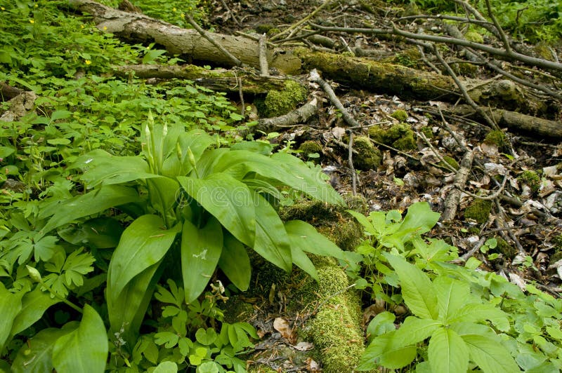 Allium ursinum in wild nature