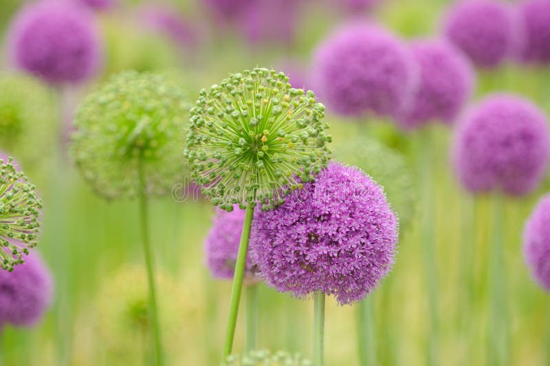 Allium background. Open and closed flower heads creating an alternate green/purple pattern. Allium background. Open and closed flower heads creating an alternate green/purple pattern