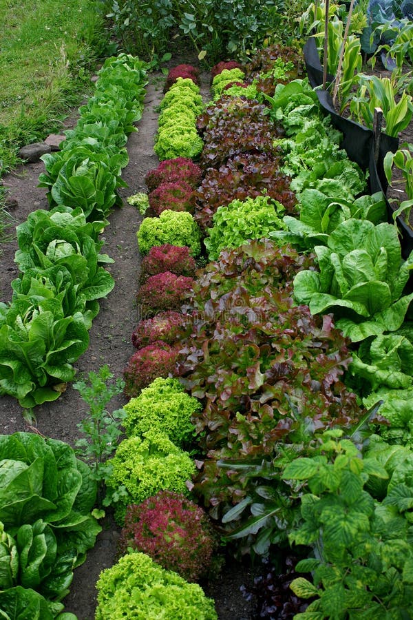 Allotment Cabbages and Lettuce