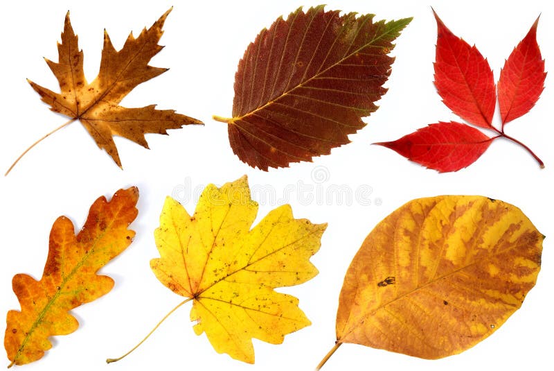 Allsorts of autumn leaves on a white background 2 stock image