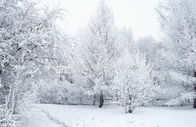 Allt täckas med snö Sagolika julgranar och festligt lynne royaltyfria foton Allt täckas med snö Sagolika julgranar och festligt lynne royaltyfria foton