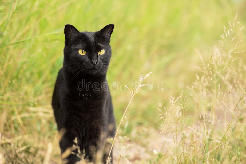 Allvarlig bombay svart katt som jagar utomhus i gräs i naturen, kopieringsutrymme royaltyfria bilder Allvarlig bombay svart katt som jagar utomhus i gräs i naturen, kopieringsutrymme royaltyfria bilder