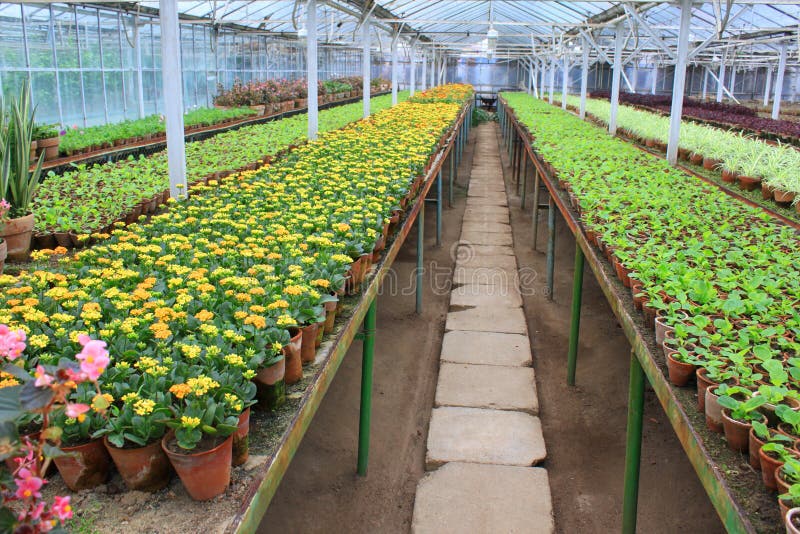 Inside the greenhouse - alley and ordered rows of ornamental flowers and plants. Inside the greenhouse - alley and ordered rows of ornamental flowers and plants.