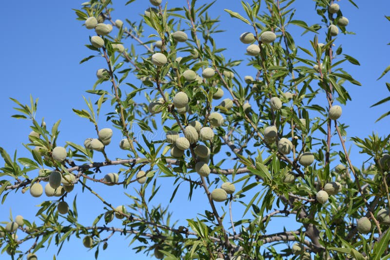 Almendras que crecen en árbol en primavera fotos de archivo Almendras que crecen en árbol en primavera fotos de archivo