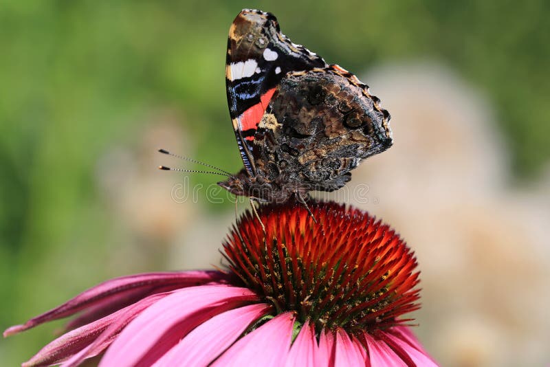Almirante vermelho Butterfly Feeding em Coneflower fotografia de stock Almirante vermelho Butterfly Feeding em Coneflower fotografia de stock