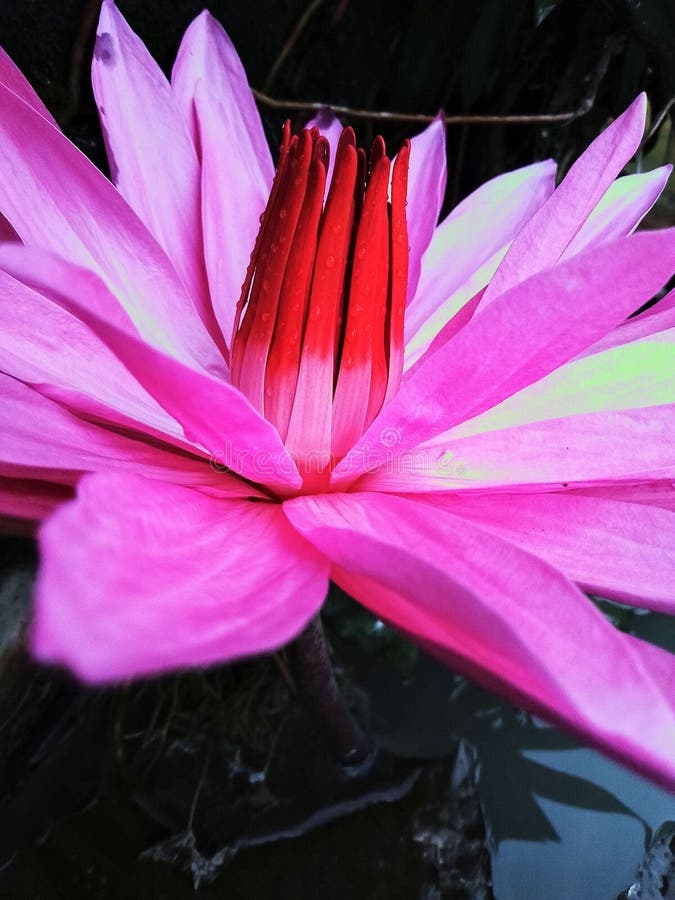 Almohadilla de flor de Lotus con vibraciones de ángel alto imagen de archivo libre de regalías