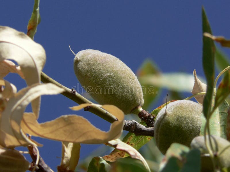 Almendras sobre el rama.