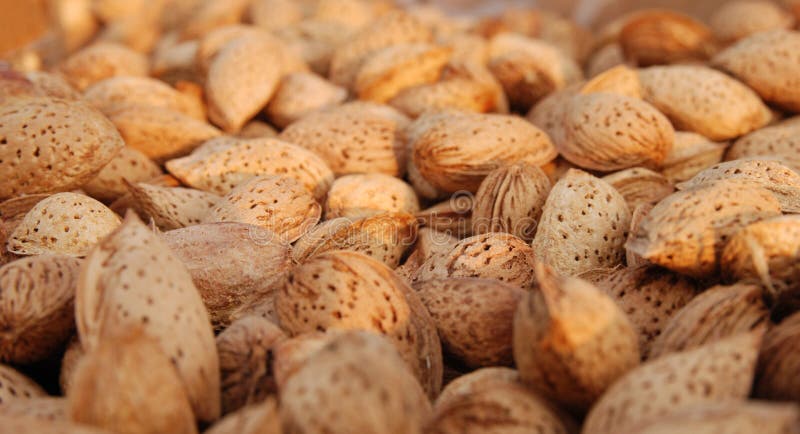 Almond stock image