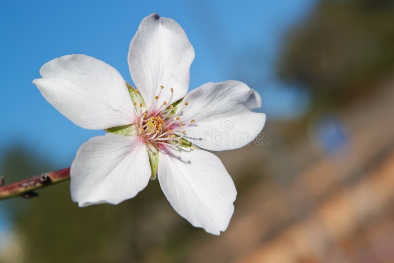 Almond blossom.