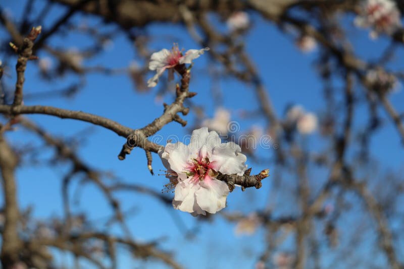 Almond Blossom Closeup. Almond Tree in Bloom at the End of Winter