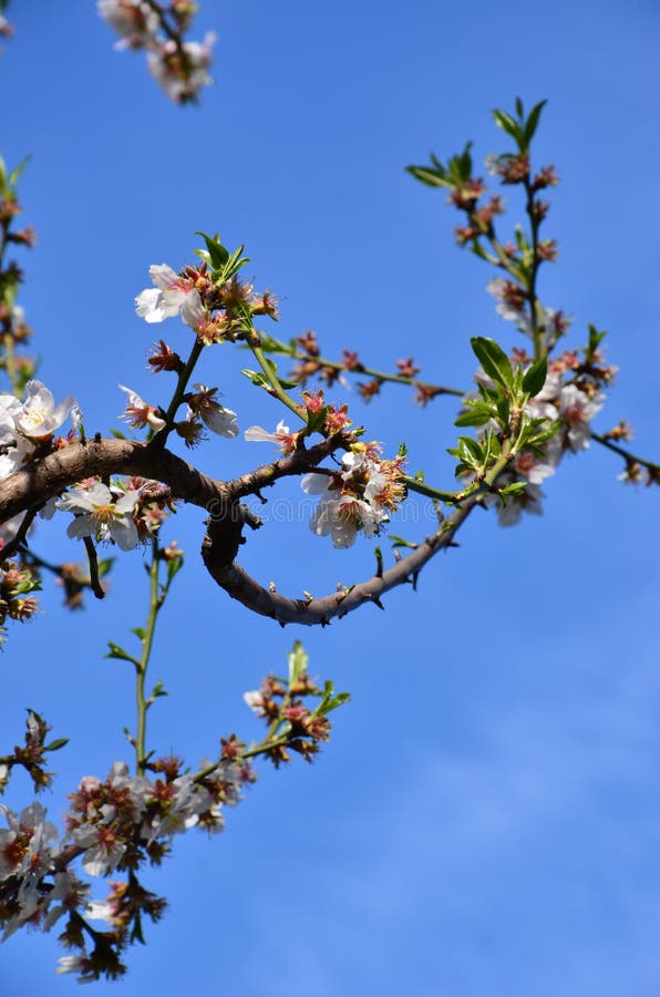 Almond blossom stock image. Image of leaves, green, season 53786633