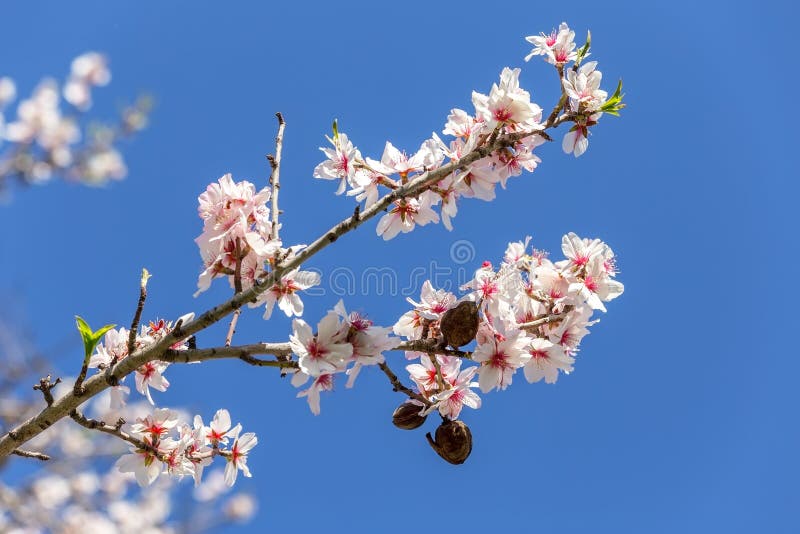 Almond blossoming flowers in a garden in Portugal.