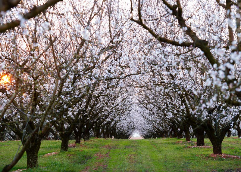 Almond field at sunset stock photo. Image of bright, branch 24657860