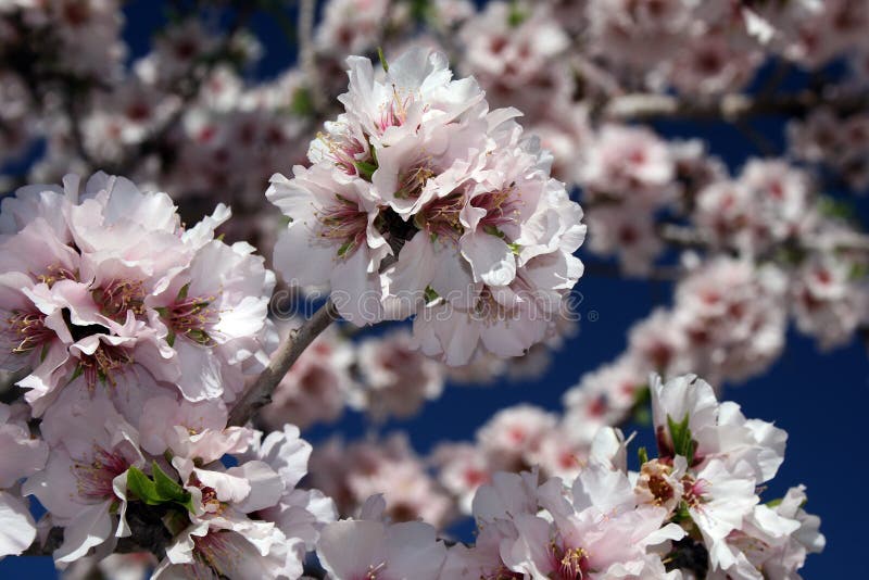 Almond flower stock image. Image of summer, environment 13394243