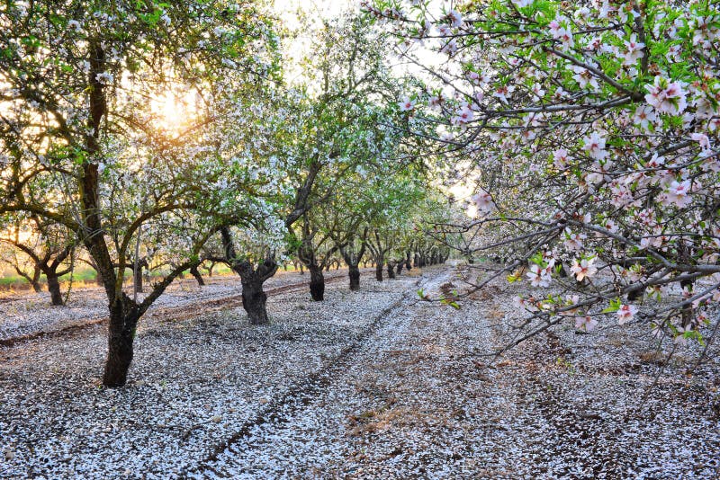 Almond Garden in Fading Sun Beams Stock Image Image of green, flowering 29489623