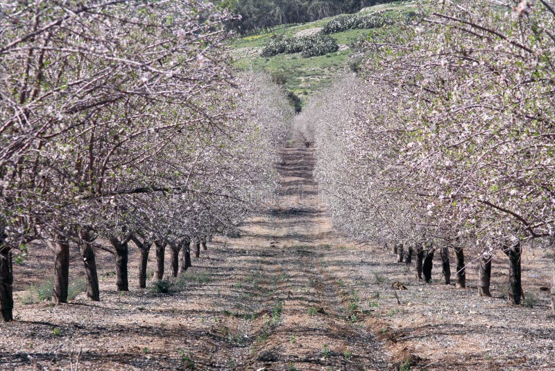Almond garden in spring stock image. Image of trunk, nature 38001297