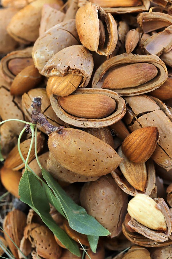 Almond harvest time stock image. Image of fruit, harvester 171510079