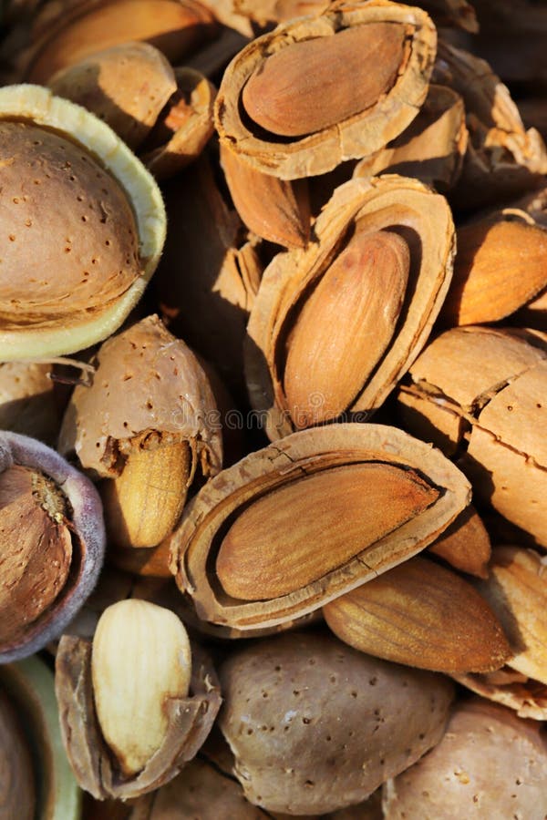 Almond harvest time stock image. Image of fruit, harvester 171510079