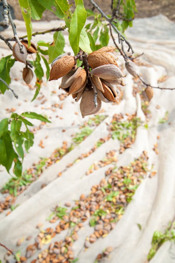 Almond harvest time stock image. Image of fruit, harvester 171510079